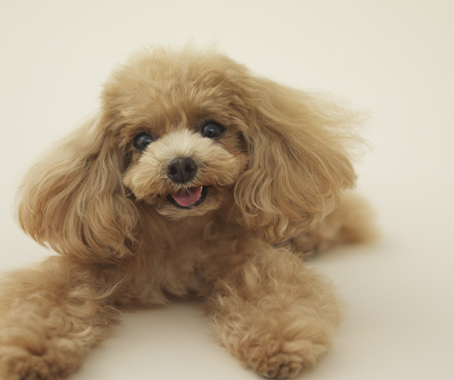 Architecture for Dogs