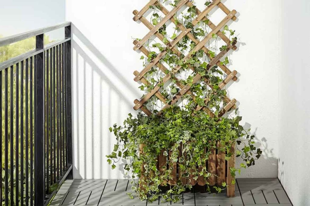 rattan climbing plant wall for balcony vines