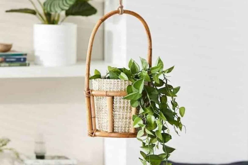 hanging wall planter