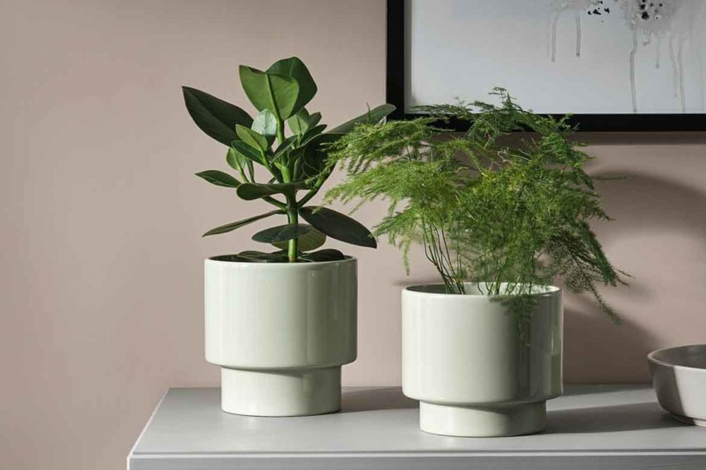 two ceramic pots with green plants on desk