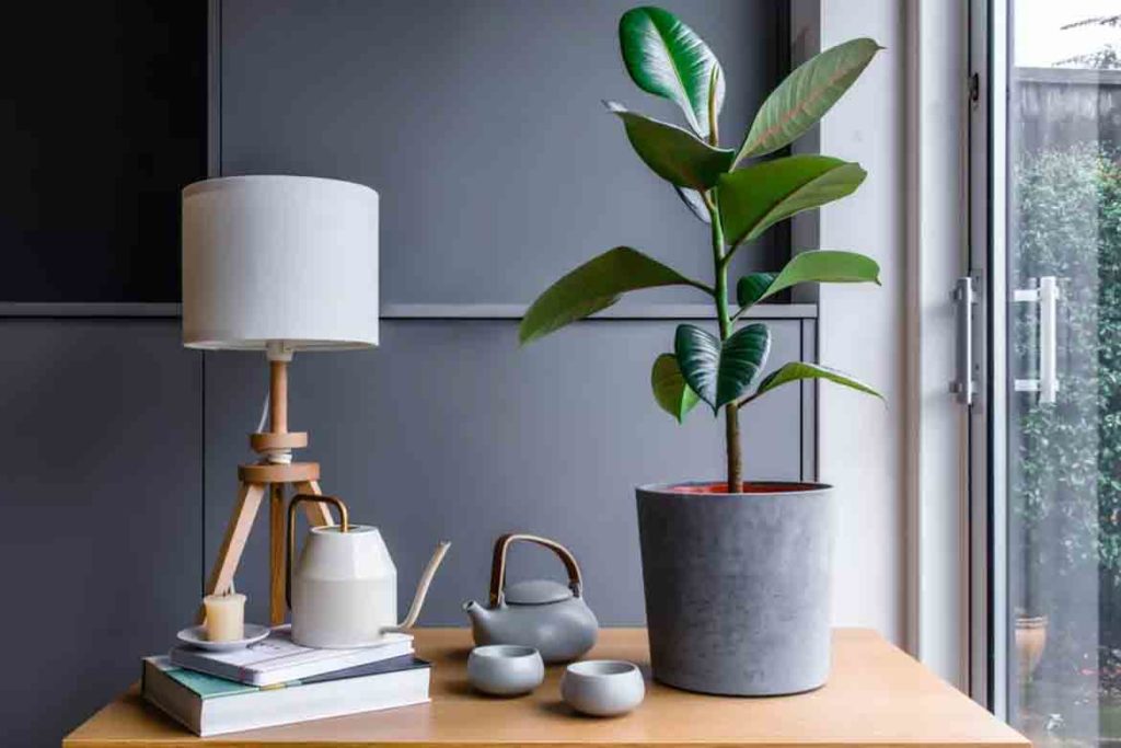 rubber fig tree plant best aesthetic living room style fake real plants