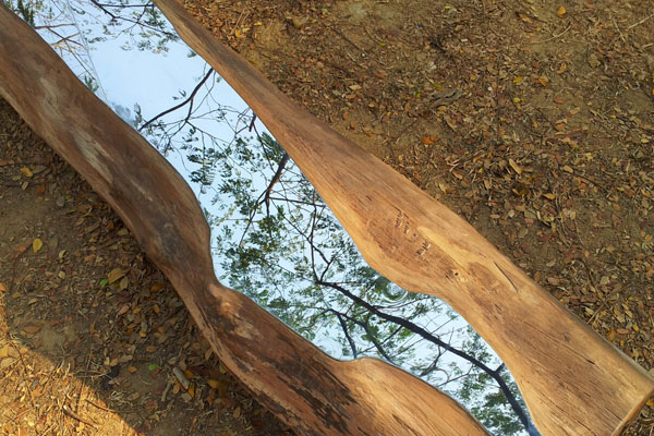 branch