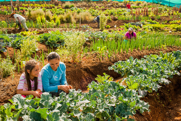 12_Community-farms-at-the-Circumvent-GardenUrban-Development-Enterprise-EDU
