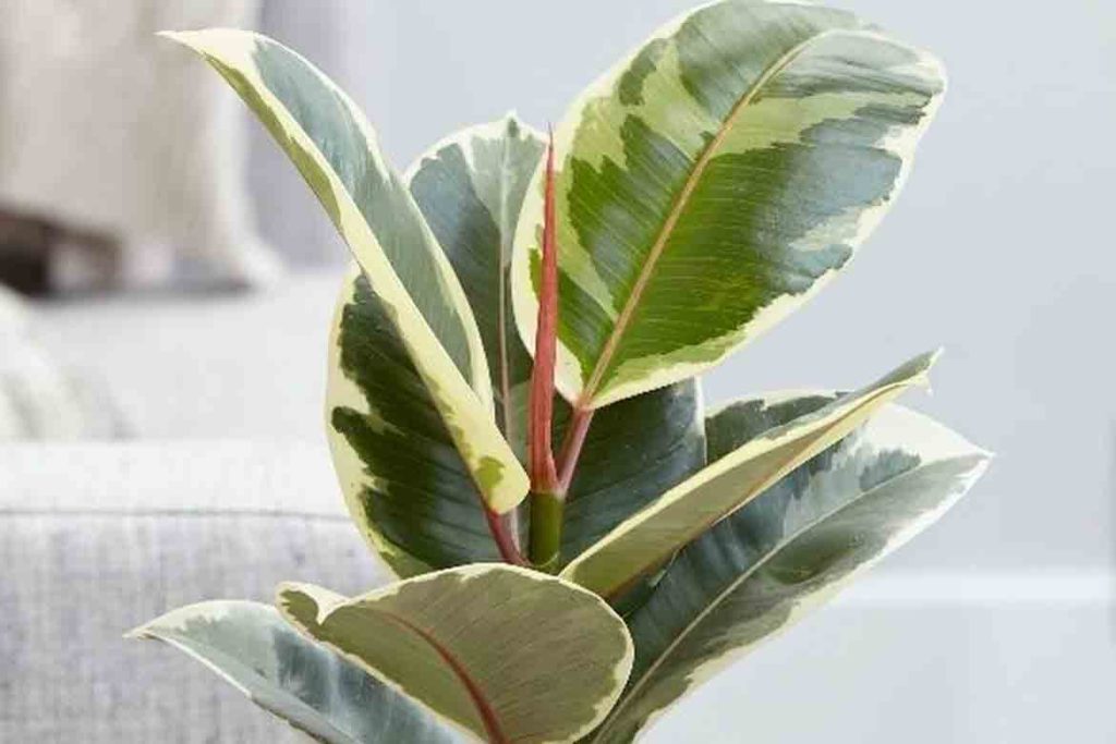 rubber fig tree plant best aesthetic living room style fake real plants