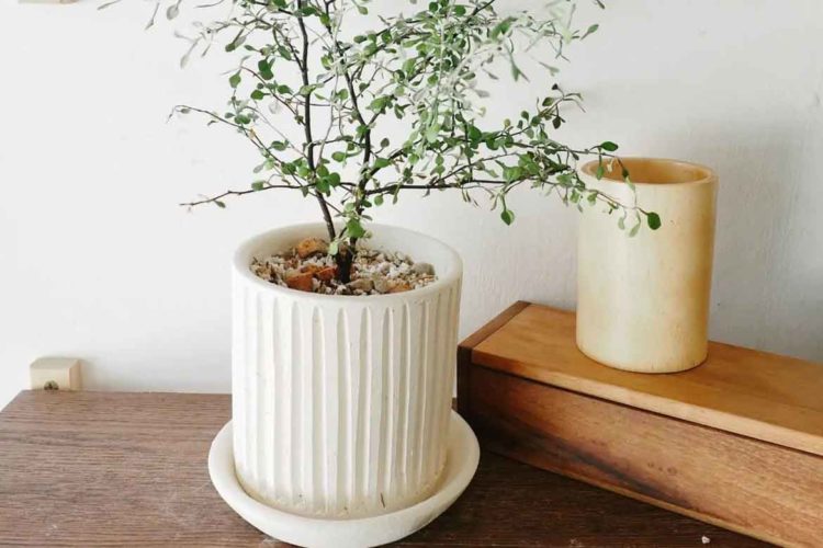 Planter Singapore Top 20 Box & Pot Options for Your House