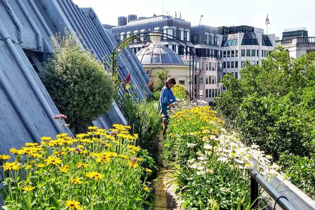 rooftop gardens singapore ideas hdb green city farm roof plants park