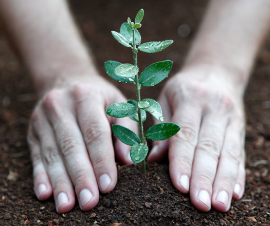 re:new ’“ environmental roots