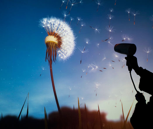 Dazzling Digital Dandelions