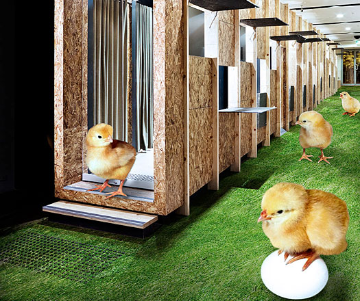 chick in coop
