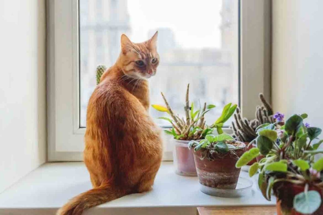 Indoor Plants Safe for Cats 5 Cat Friendly & NonToxic House Plants