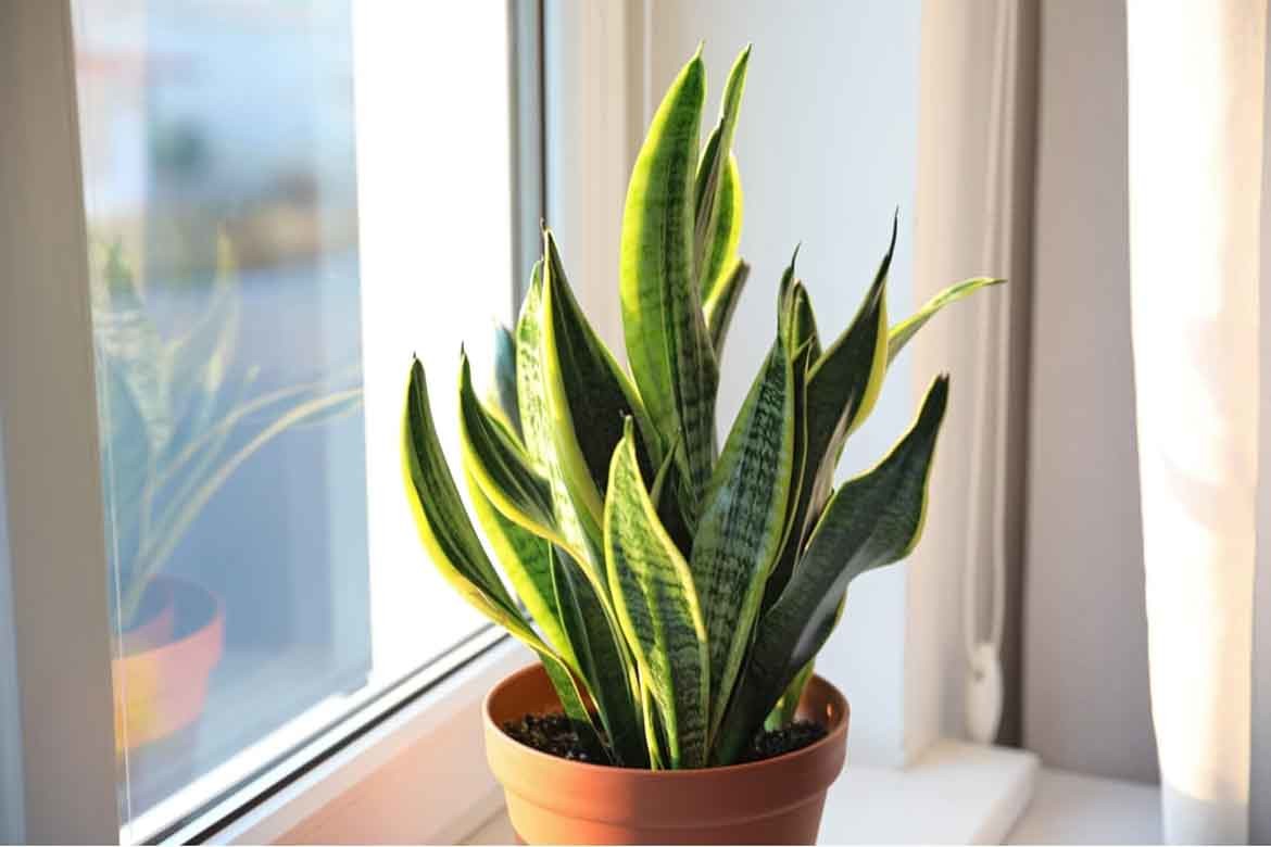 low maintenance ferns low light shade shady houseplants indoor trees plants easy care bunnings cheap affordable hardy