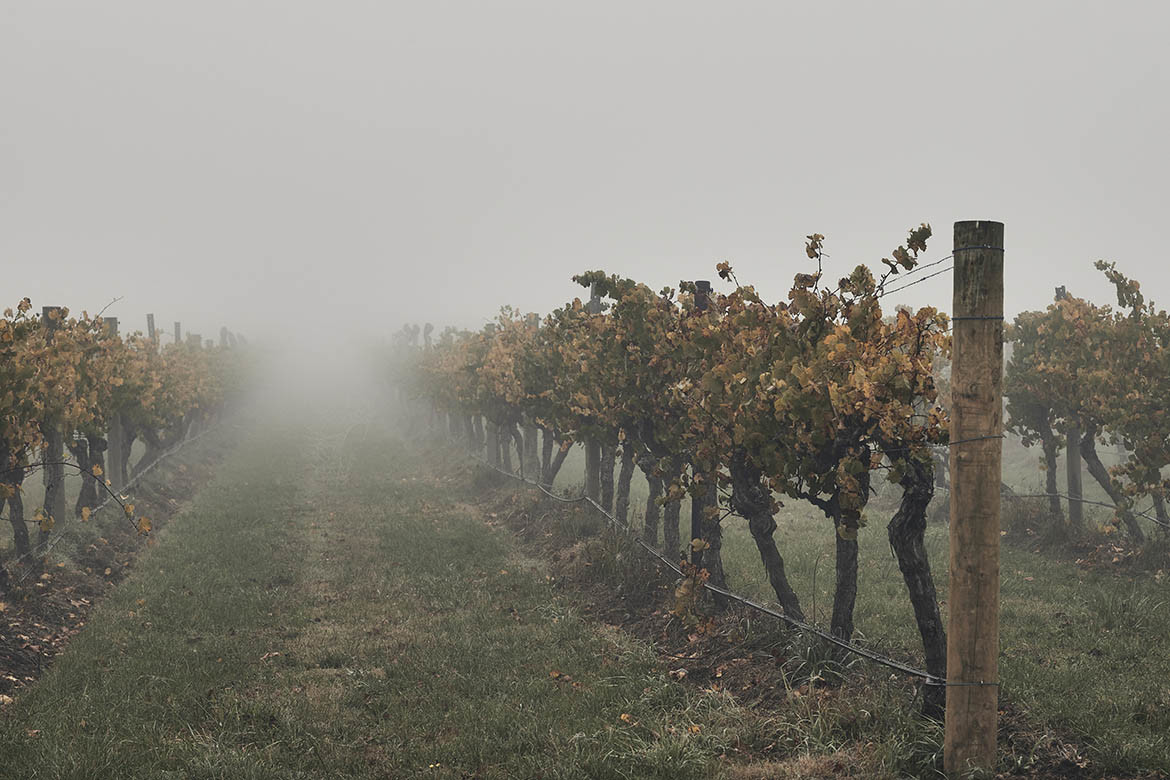 Cera Stribely redevelops St Hubert’s Winery