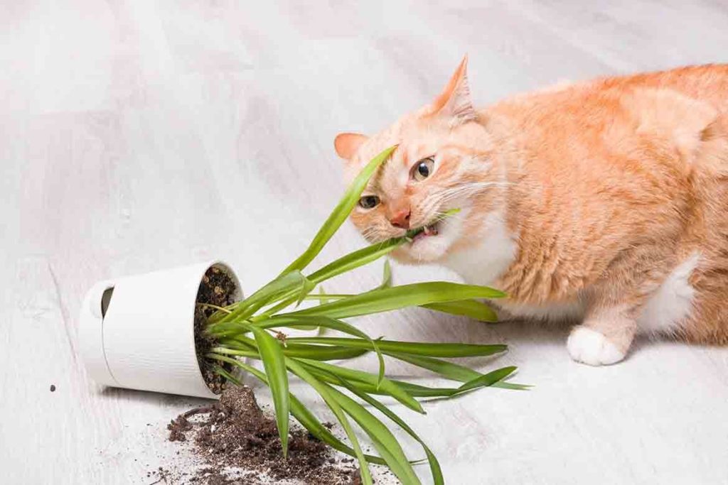Are Spider Plants Toxic To Cats And Dogs