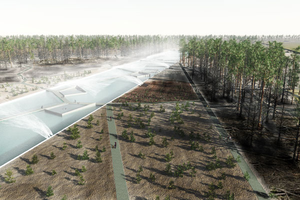 Water-Harvesting_Pine-Plantation