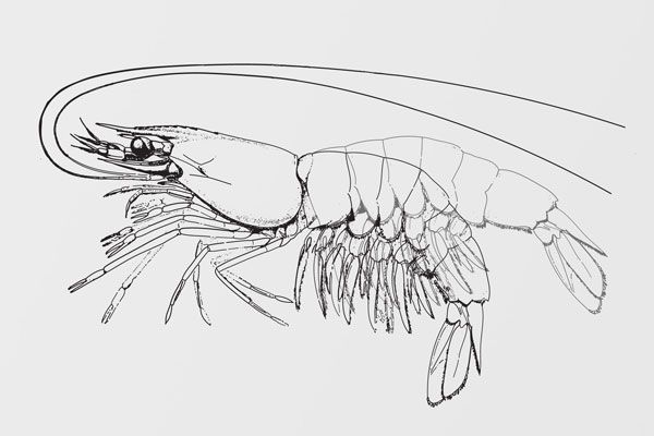 lobster