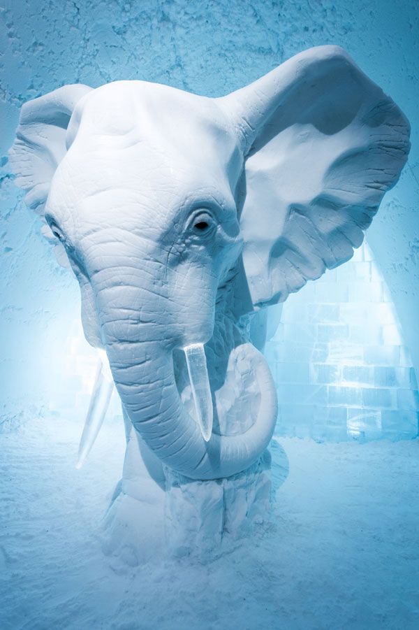 medium_Elephant_in_the_Room-_AnnaSofia_Maag_by_Asaf_Kliger