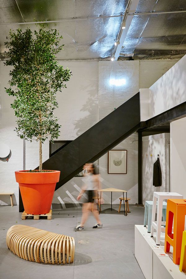 showroom-cat-feleaf-Pete-Daly-hr