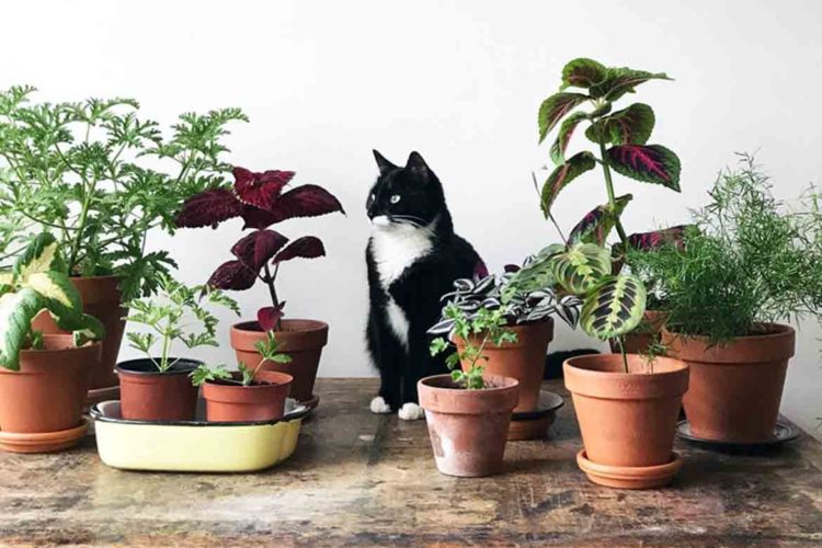 Indoor Plants Safe for Cats 5 Cat Friendly & NonToxic House Plants