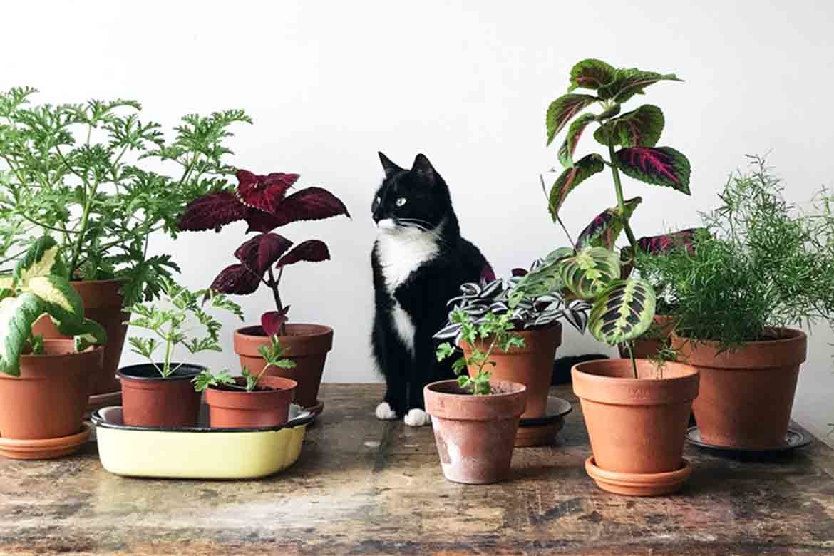 Indoor Plants Safe for Cats 5 Cat Friendly & NonToxic House Plants