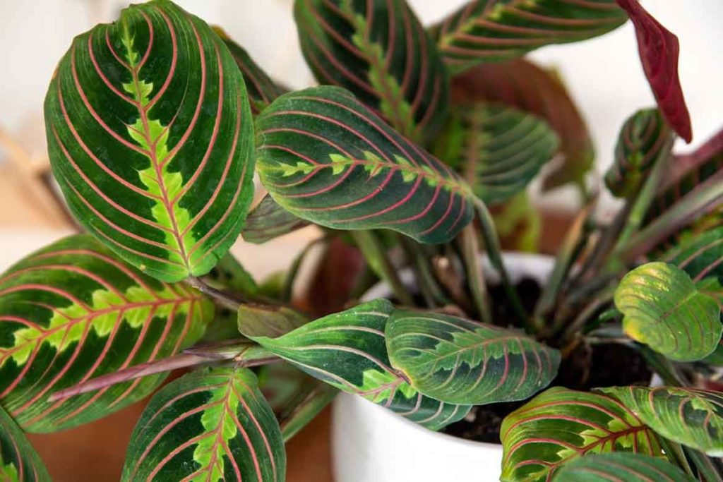 low maintenance ferns low light shade shady houseplants indoor trees plants easy care bunnings cheap affordable hardy