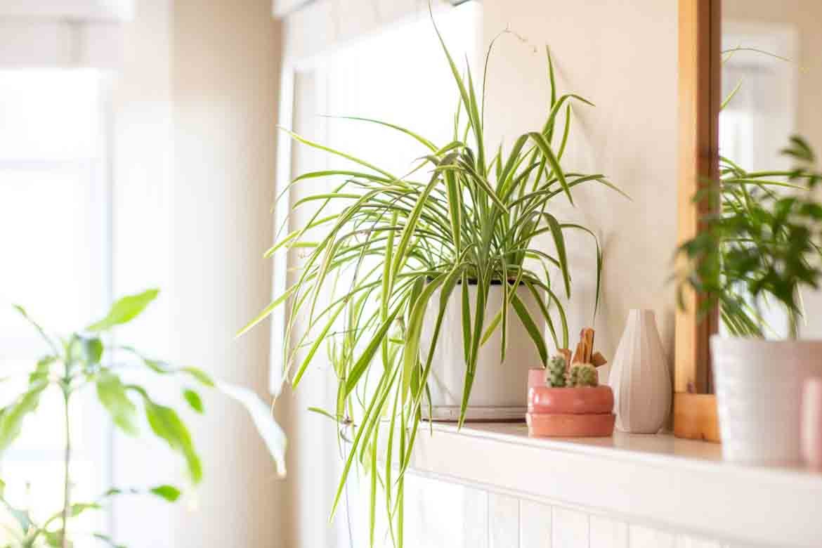 cat safe plants pet friendly succulents ideas ferns non toxic