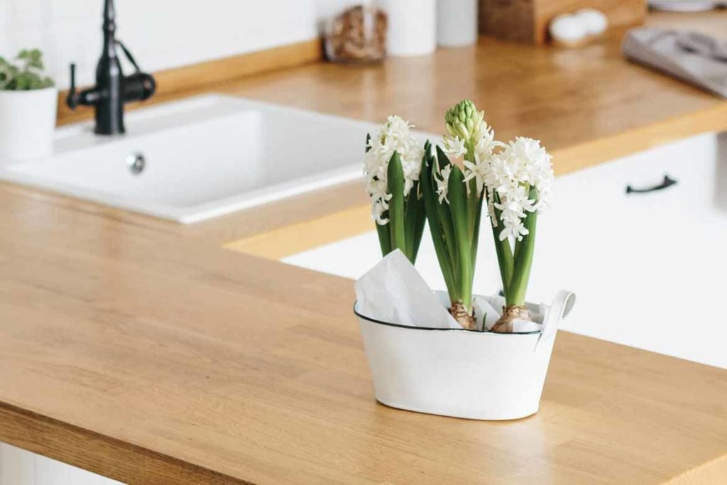 cactus plant on timber kitchen counter top