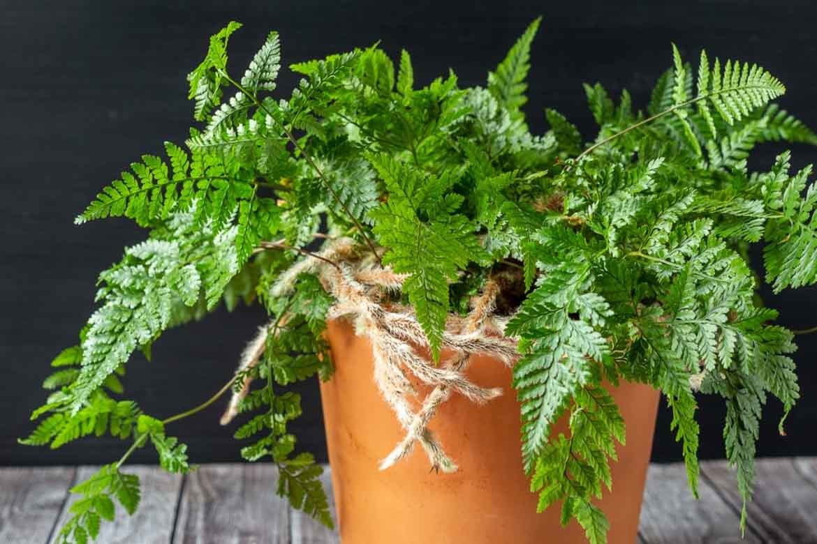 low maintenance ferns low light shade shady houseplants indoor trees plants easy care bunnings cheap affordable hardy