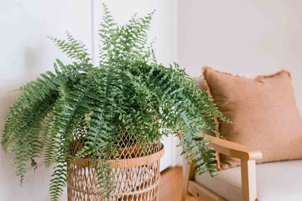 Indoor Plants Safe for Cats 5 Cat Friendly & NonToxic House Plants