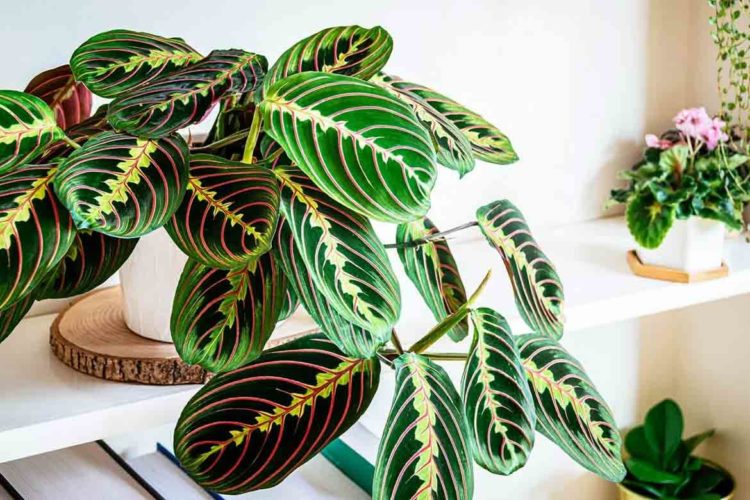 Indoor Plants Safe for Cats 5 Cat Friendly & NonToxic House Plants