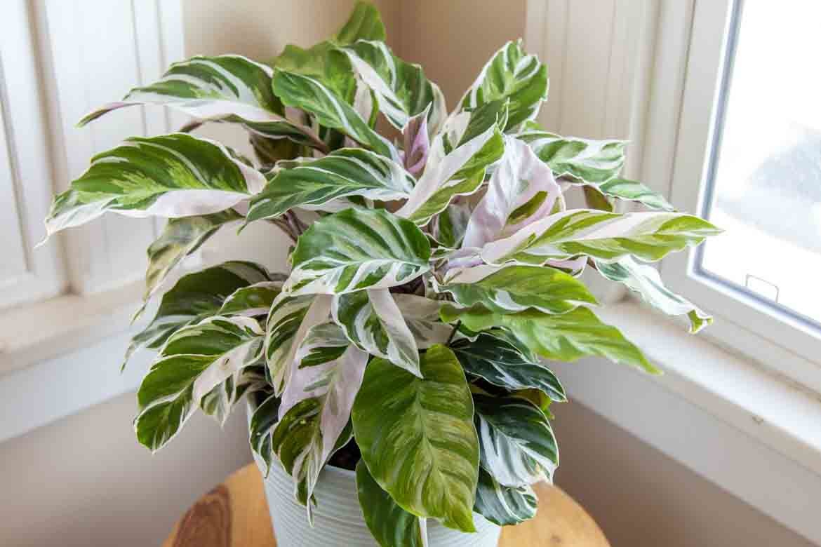 cat safe plants pet friendly succulents ideas ferns non toxic