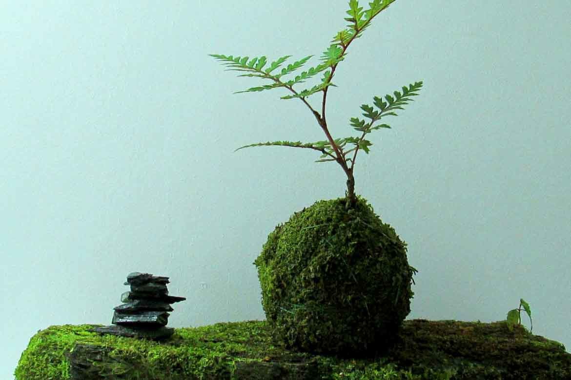 low maintenance ferns low light shade shady houseplants indoor trees plants easy care bunnings cheap affordable hardy