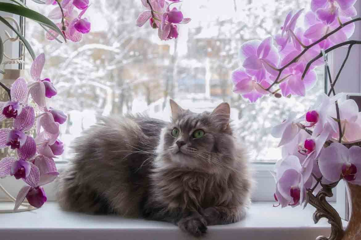 cat safe plants pet friendly succulents ideas ferns non toxic