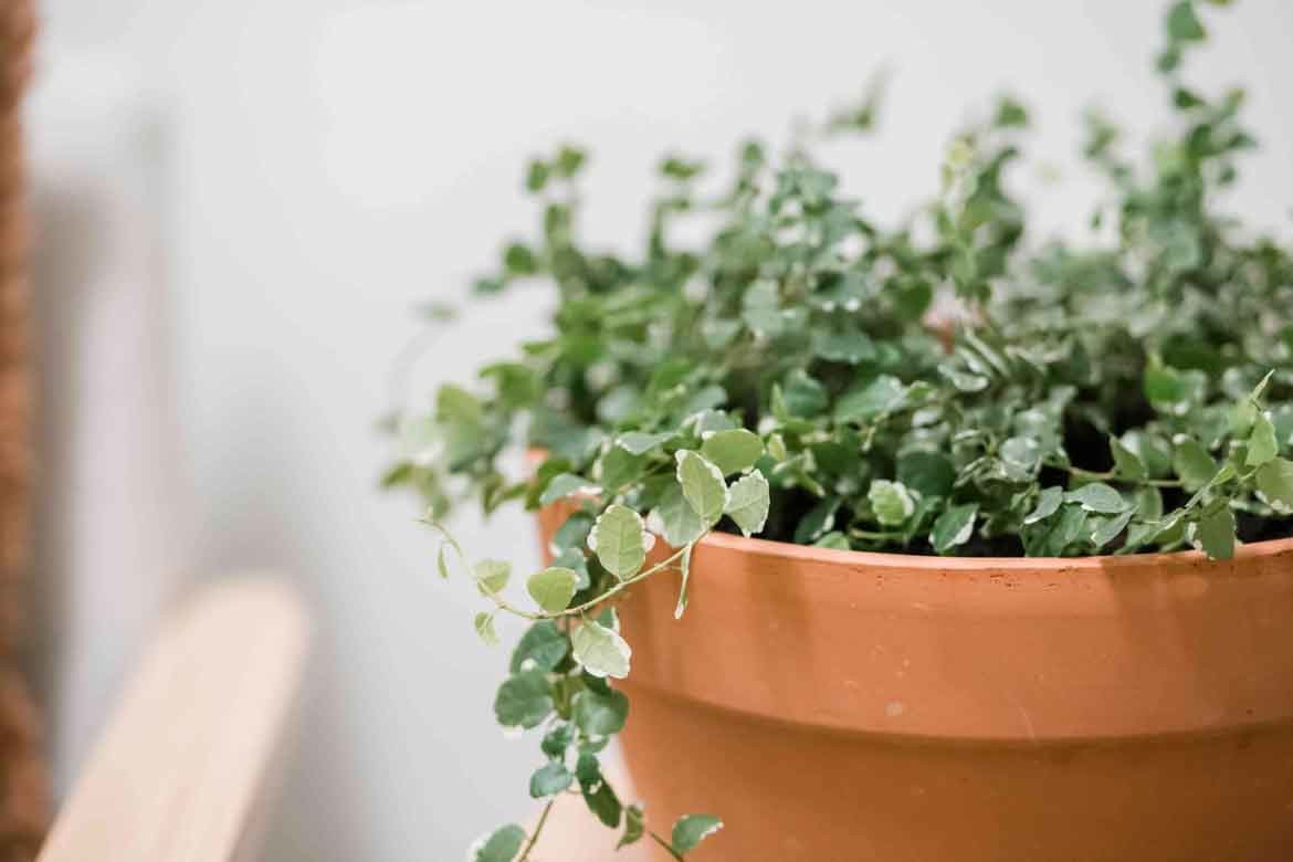 low maintenance ferns low light shade shady houseplants indoor trees plants easy care bunnings cheap affordable hardy