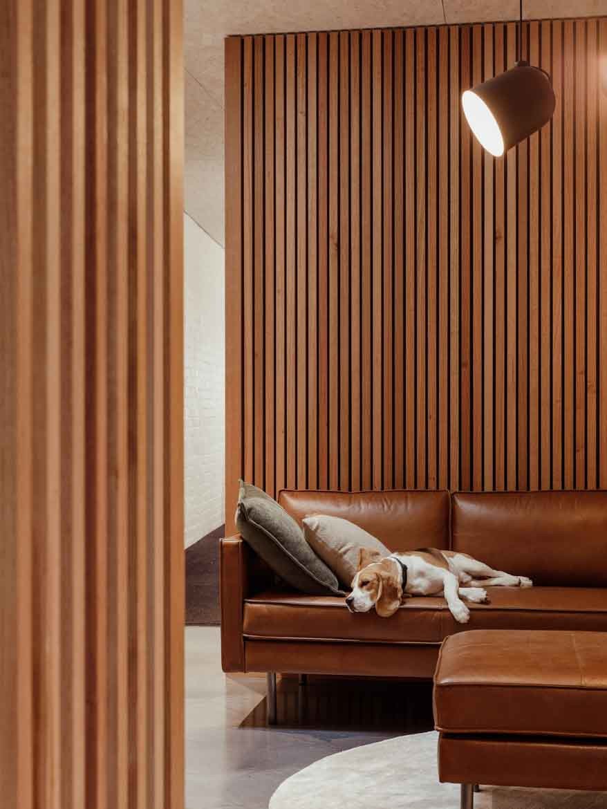A dog lays on a tan leather couch in the ERA office by Cumulus.
