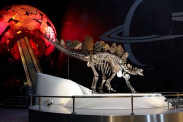 How Staron set the stage for stegosaurus