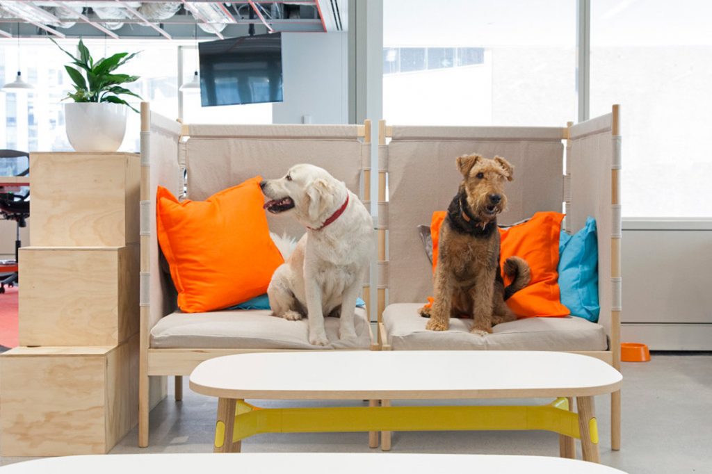10 pet friendly workplaces that deserve design kudos Indesignlive