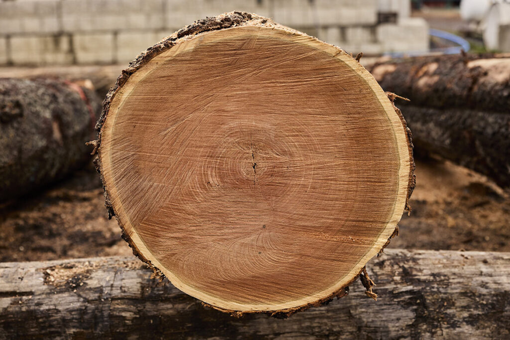 AHEC Wood for the Trees