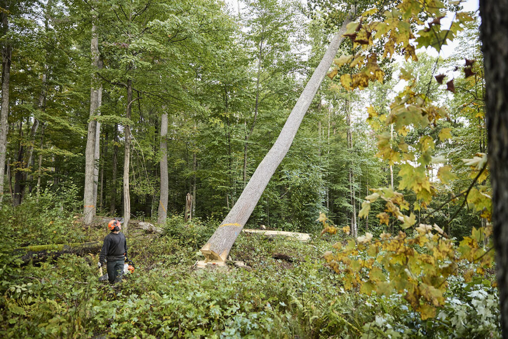 AHEC Wood for the Trees
