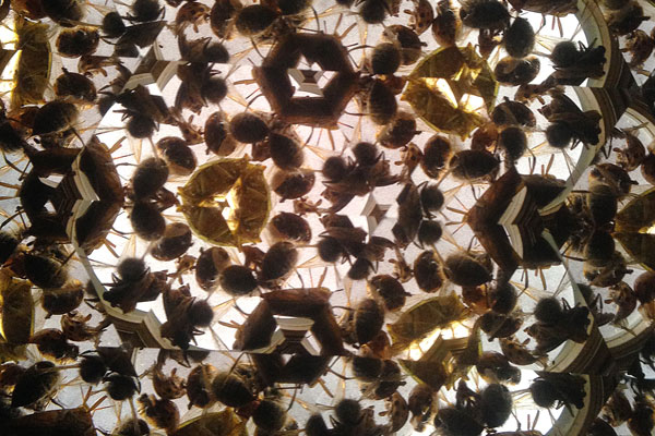 Echoed Visions by Kurt Tong